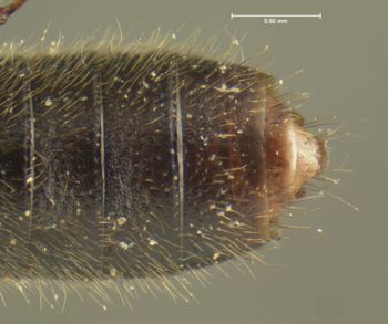 Media type: image;   Entomology 24067 Aspect: abdomen ventral view
